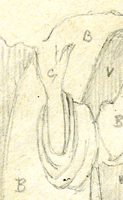 fragment